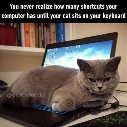 Keyboard shortcut cat meme
